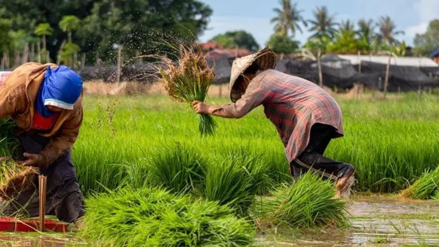 Farmer