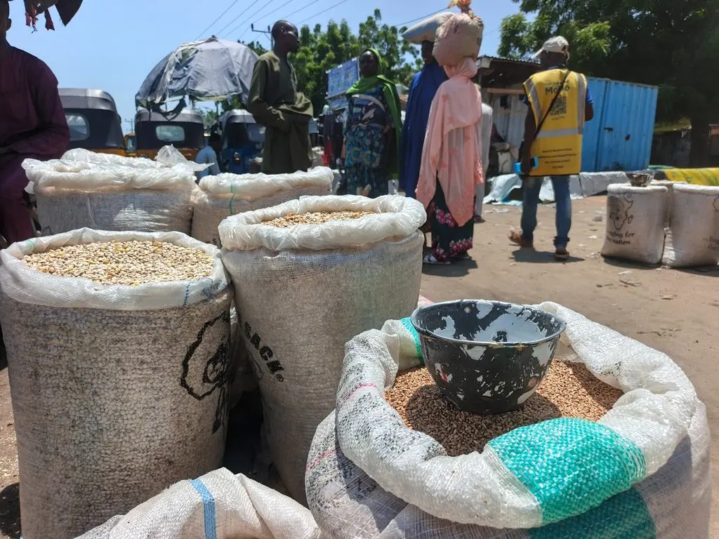 Bags of sorghum, beans, rice and maize belonging to Mustapha Modu at the Baga Road Grain Market in Maiduguri. Mustapha often travels to Monguno, Damasak, and other communities to trade. “They are not after traders like me,” he said. “The people they are after have no investment in my business.” Photo: Al’amin Umar/HumAngle.