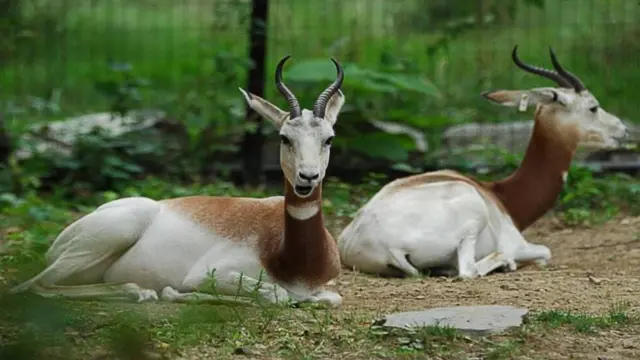 Nekede Zoo