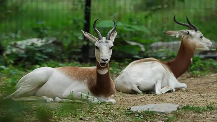 Nekede Zoo