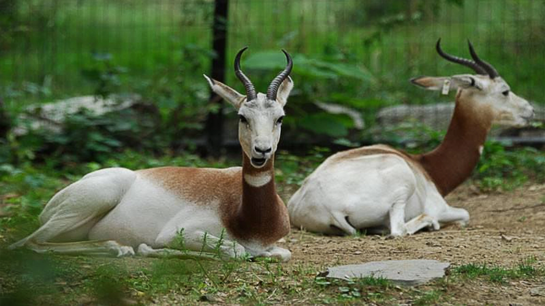 Nekede Zoo