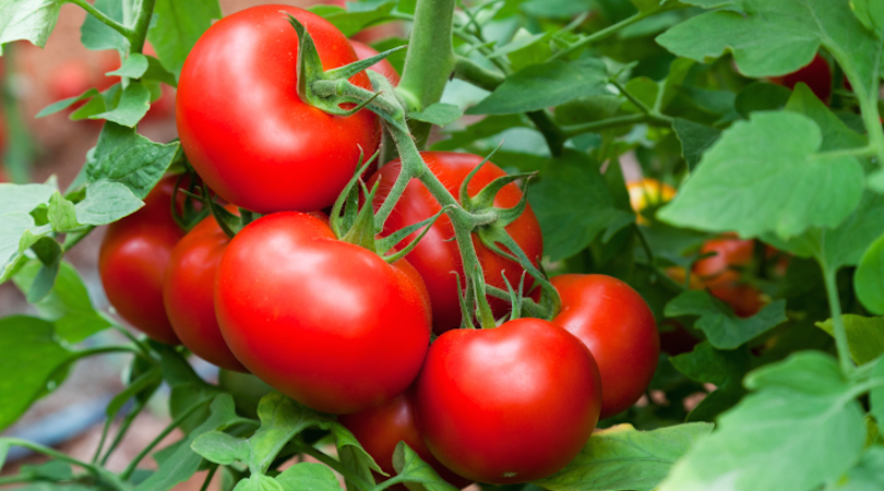 tomatoes-on-stem