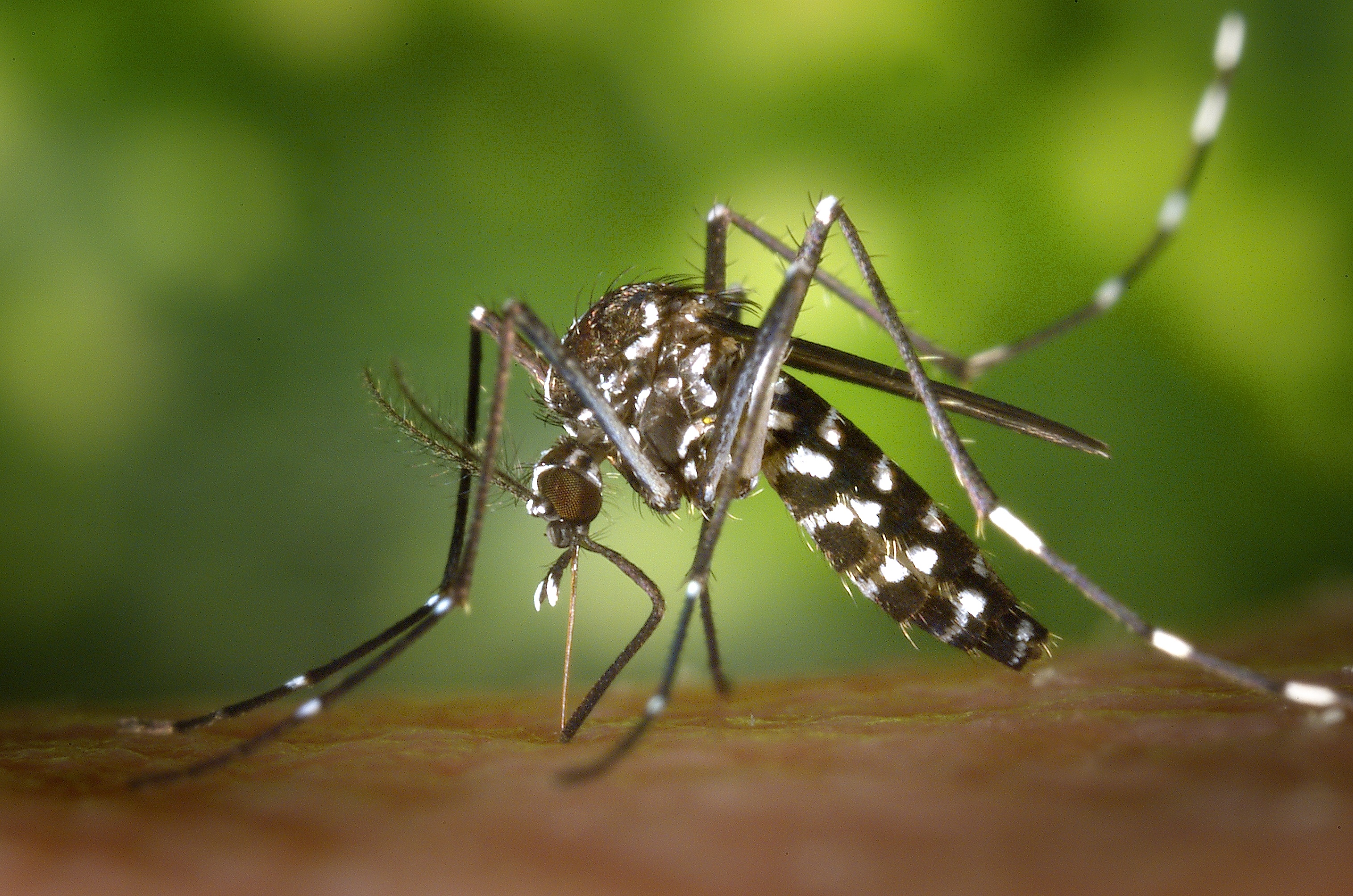 Aedes-albopictus-1-wikipedia
