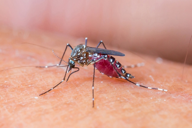 Mosquito2