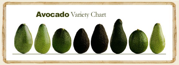 avocado-chart-1