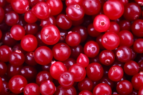 Cranberries-e1482027269166