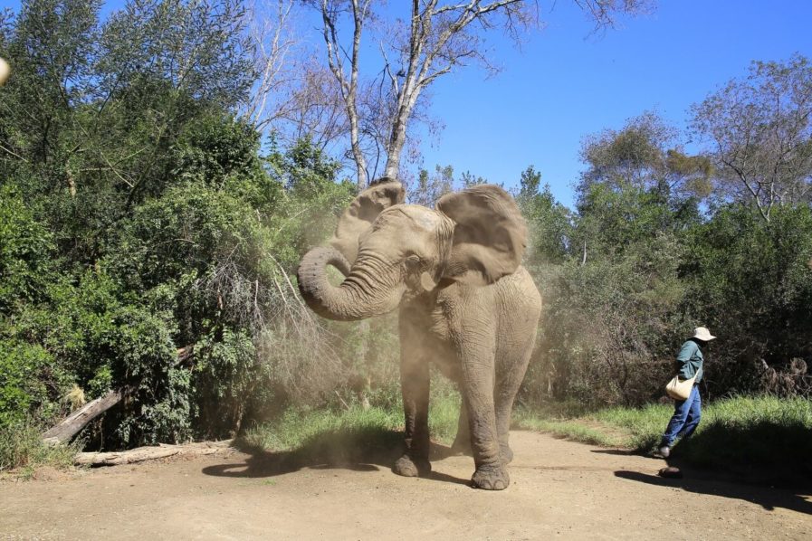 Elephant-dusting-himself-off